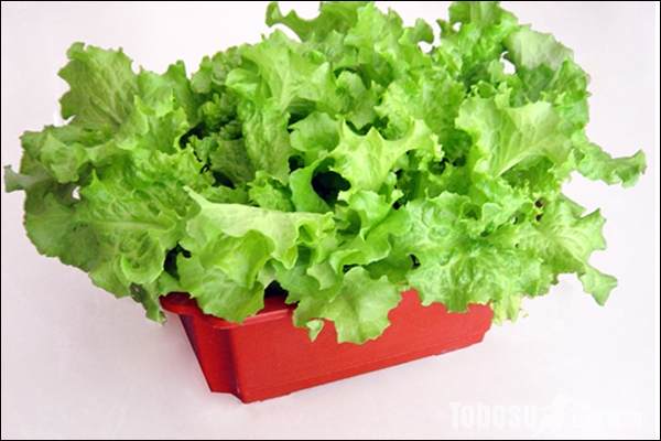 阳台种菜 阳台种菜