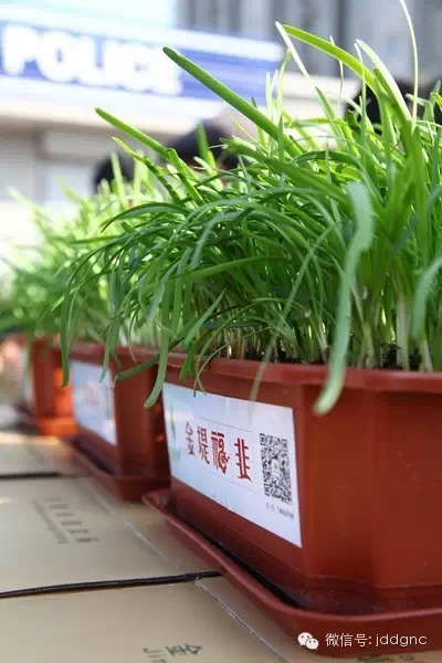 阳台上就能种万能药盆栽韭菜 你家有吗