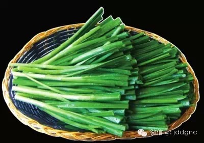 阳台上就能种万能药盆栽韭菜 你家有吗