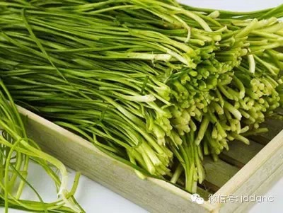 阳台上就能种万能药盆栽韭菜 你家有吗