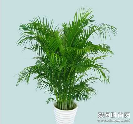 家里阳台放什么盆栽好