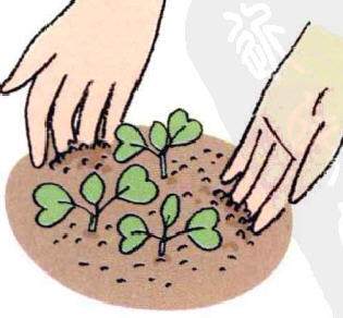 图解 白萝卜的阳台盆栽种植发芽的方法