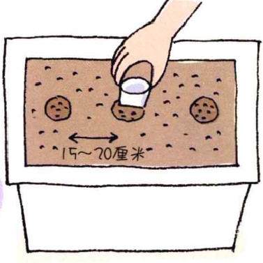 图解 白萝卜的阳台盆栽种植发芽的方法