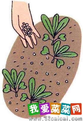 图解 白萝卜的阳台盆栽种植发芽的方法