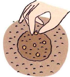 图解 白萝卜的阳台盆栽种植发芽的方法