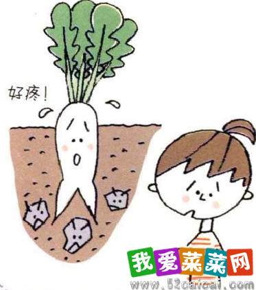 图解 白萝卜的阳台盆栽种植发芽的方法