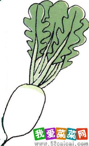 图解 白萝卜的阳台盆栽种植发芽的方法