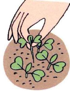 图解 白萝卜的阳台盆栽种植发芽的方法