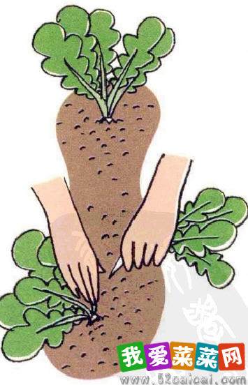图解 白萝卜的阳台盆栽种植发芽的方法