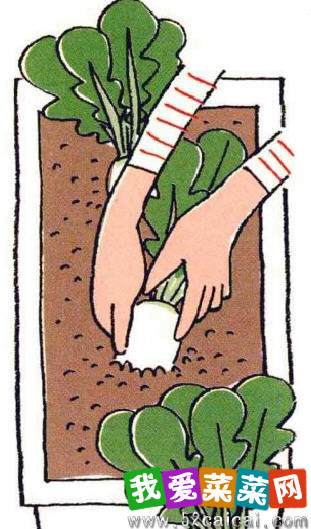 图解 白萝卜的阳台盆栽种植发芽的方法