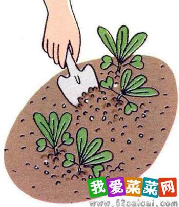 图解 白萝卜的阳台盆栽种植发芽的方法