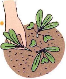 图解 白萝卜的阳台盆栽种植发芽的方法