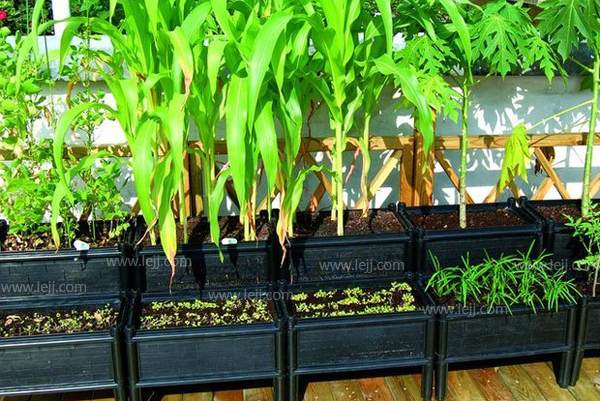 家里阳台盆栽蔬菜怎么种