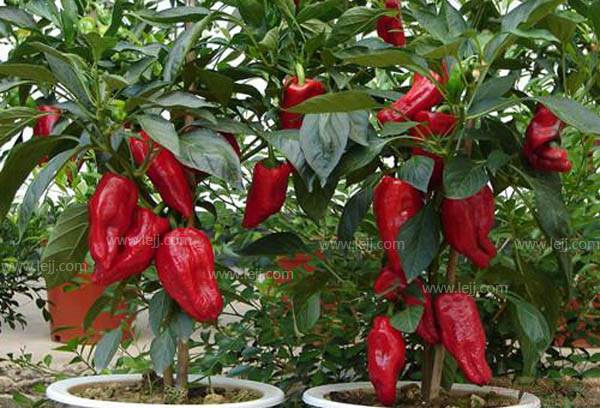 家里阳台盆栽蔬菜怎么种