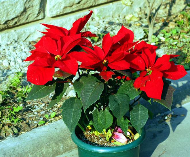 阳台盆栽一品红的养殖方法和注意事项