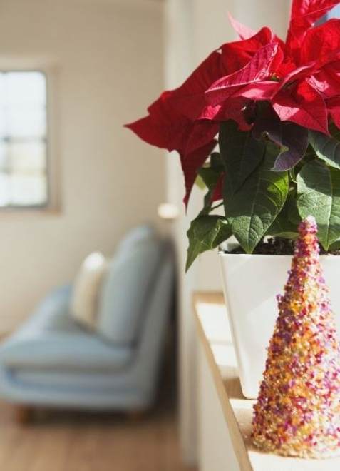 阳台盆栽一品红的养殖方法和注意事项