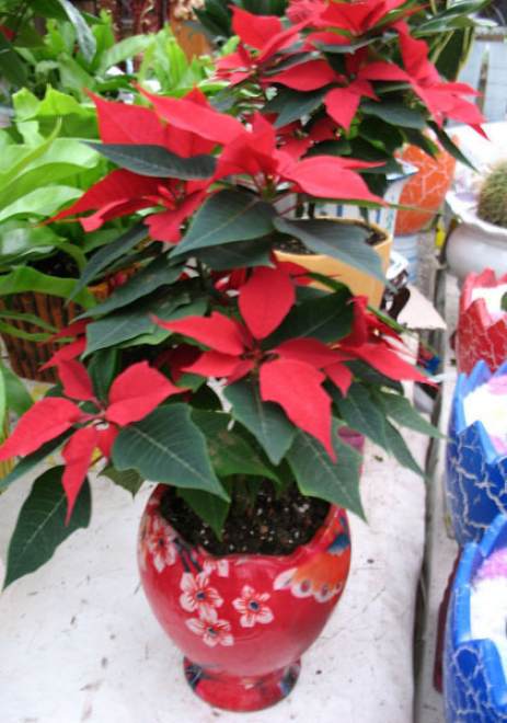 阳台盆栽一品红的养殖方法和注意事项