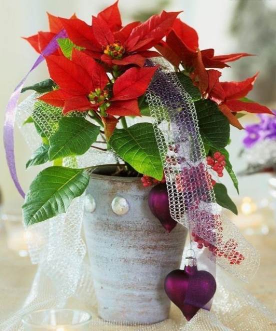 阳台盆栽一品红的养殖方法和注意事项