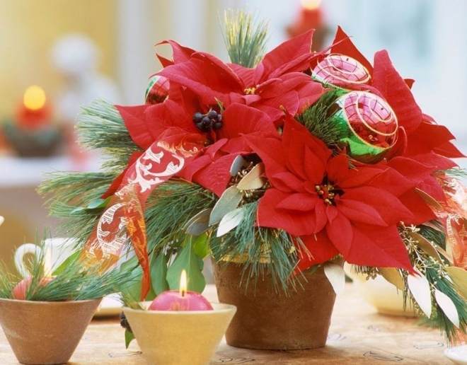 阳台盆栽一品红的养殖方法和注意事项