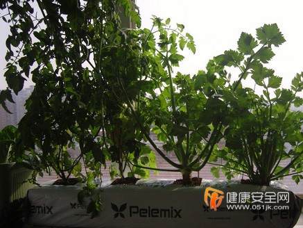 阳台怎么盆栽蔬菜的方法
