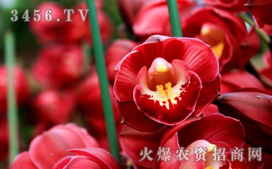 阳台盆栽大花蕙兰怎么养，阳台盆大花蕙兰的管理方法