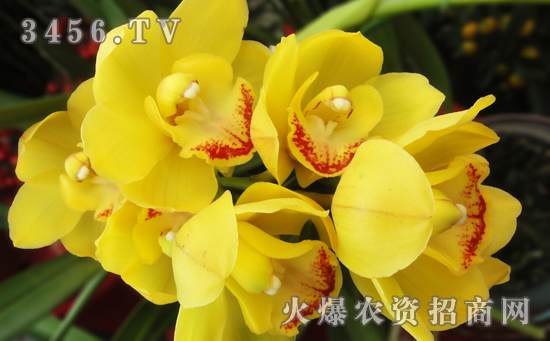 阳台盆栽大花蕙兰怎么养，阳台盆大花蕙兰的管理方法