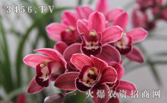 阳台盆栽大花蕙兰怎么养，阳台盆大花蕙兰的管理方法