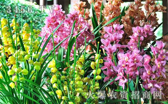 阳台盆栽大花蕙兰怎么养，阳台盆大花蕙兰的管理方法