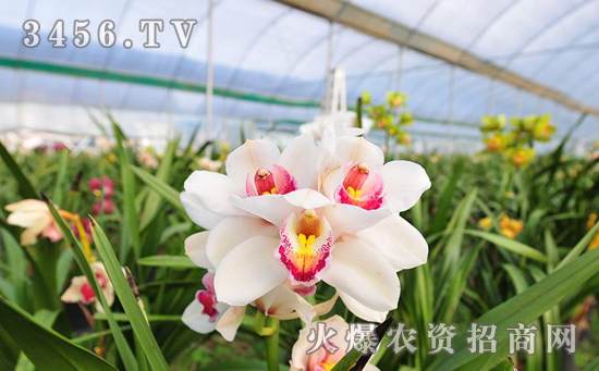 阳台盆栽大花蕙兰怎么养，阳台盆大花蕙兰的管理方法