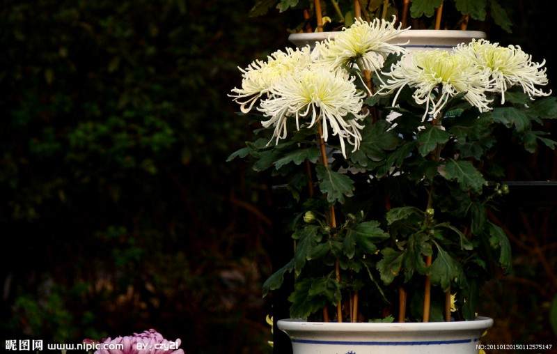 家里阳台盆栽种植技术大全