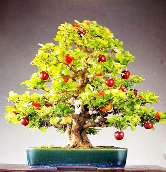 果树盆景图