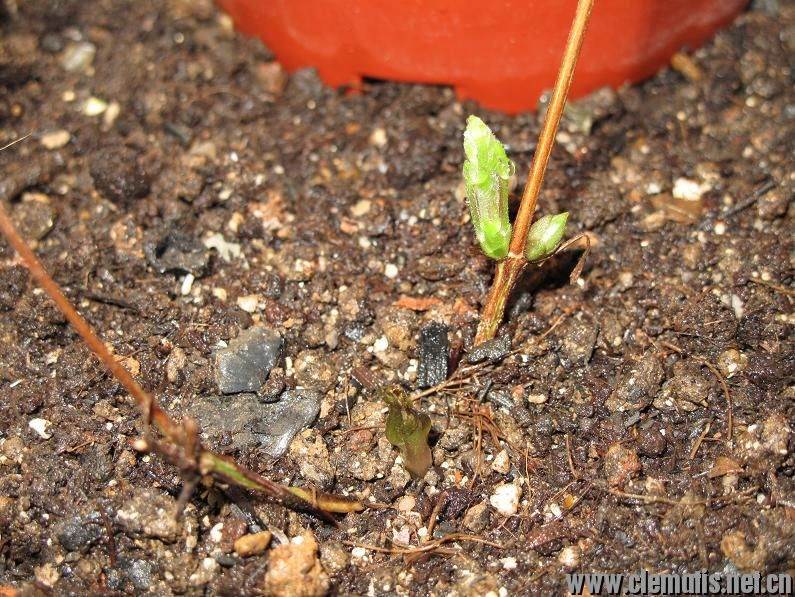 新手阳台盆栽小铁和藤月混养