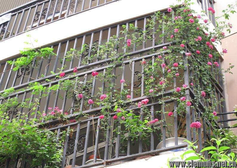 新手阳台盆栽小铁和藤月混养