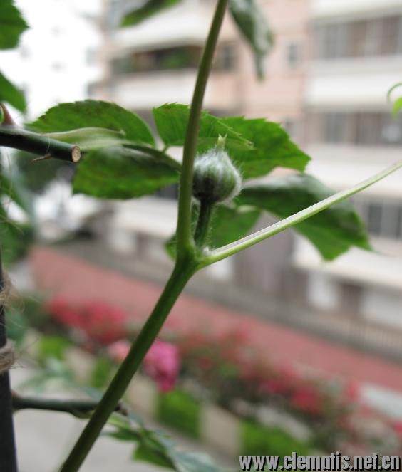 新手阳台盆栽小铁和藤月混养