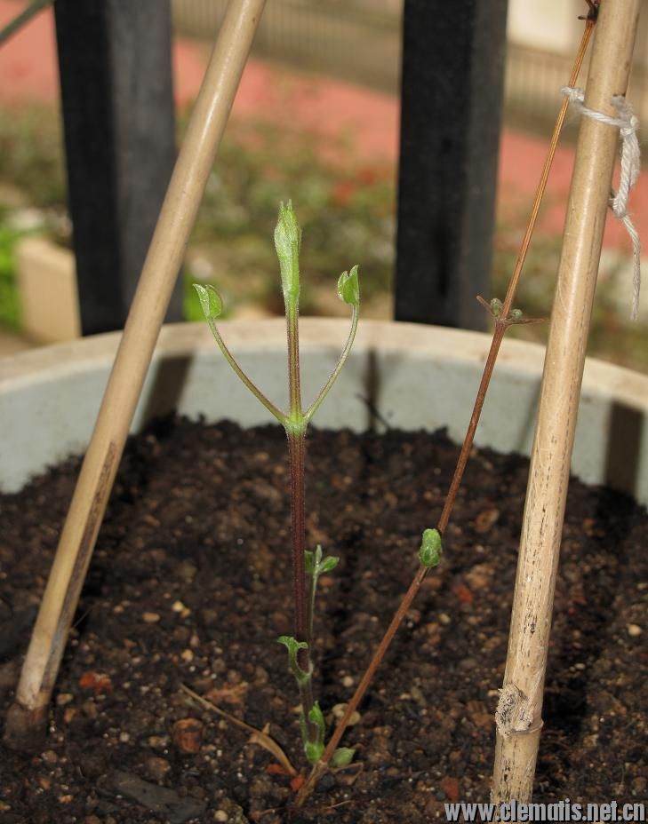 新手阳台盆栽小铁和藤月混养