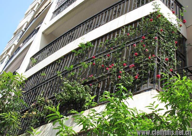 新手阳台盆栽小铁和藤月混养