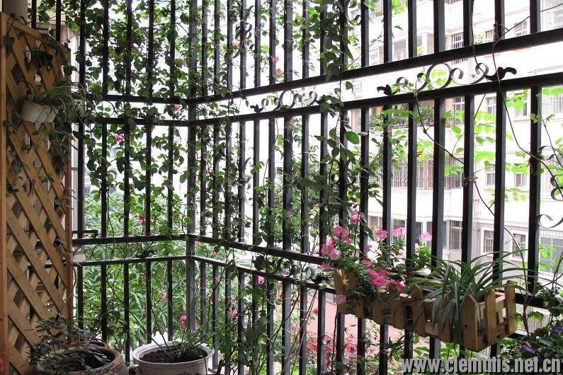 新手阳台盆栽小铁和藤月混养