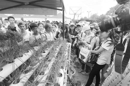 阳台盆栽蔬菜和种子成本高利润薄