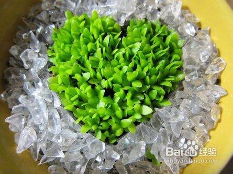 屋顶阳台盆栽种植火龙果的3个方法