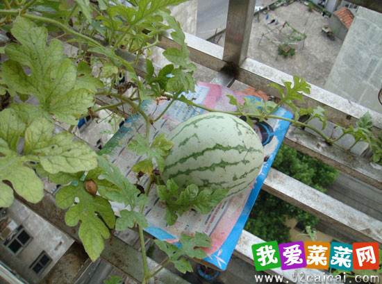 阳台盆栽种植怎么西瓜的9个方法