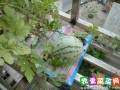 阳台盆栽种植怎么西瓜的9个方法