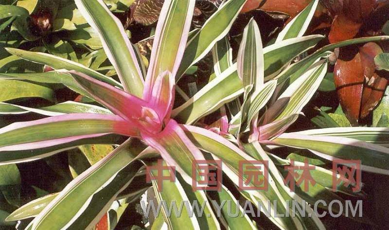 阳台盆栽果子蔓怎么养