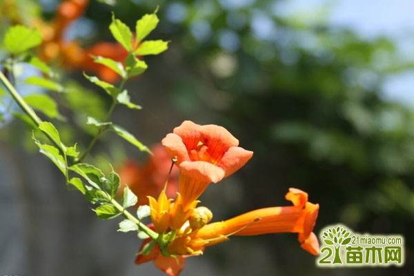 点击打开原图 盆栽凌霄花的方法与养护管理方法