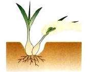 图解 大蒜的阳台盆栽怎么种植的方法