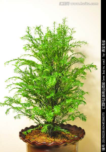 株洲市场销售疲软　300多红豆杉盆景至今无人问津