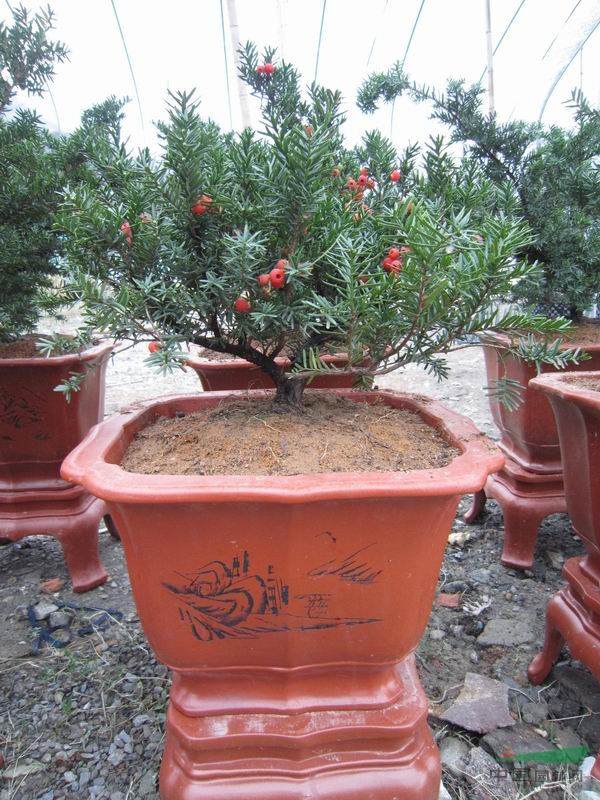 制作曼地亚红豆杉的盆与营养土