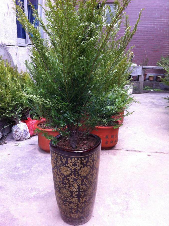 西安众志苗木繁育基地90%的曼地亚红豆杉死亡