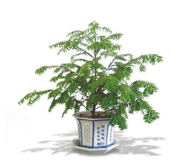 生命的曼地亚红豆杉