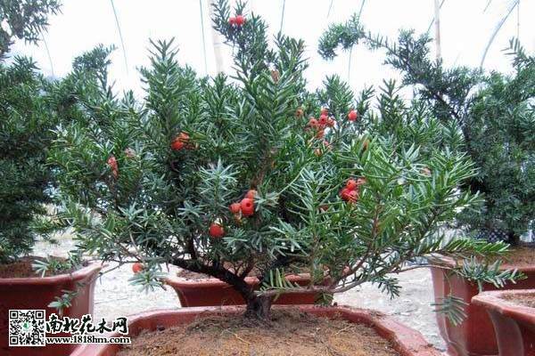 自动恒湿红豆杉盆景