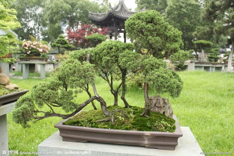 酒后壮胆偷盆景 涉案3000余元被刑拘